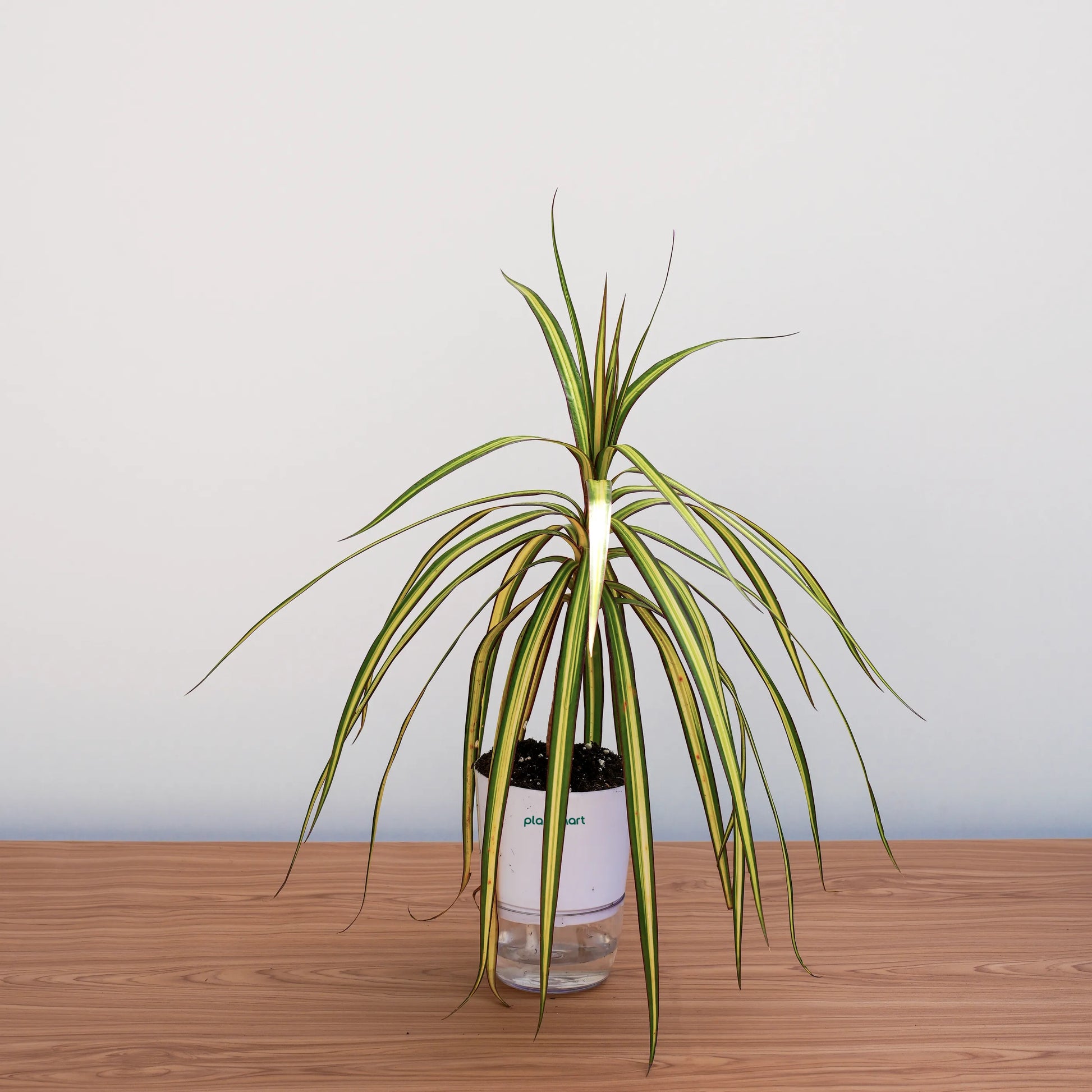 Potted plant on a wooden surface with a plain background