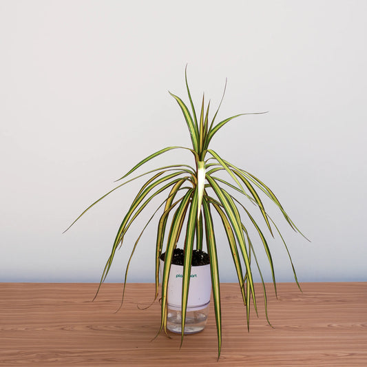 Potted plant on a wooden surface with a plain background