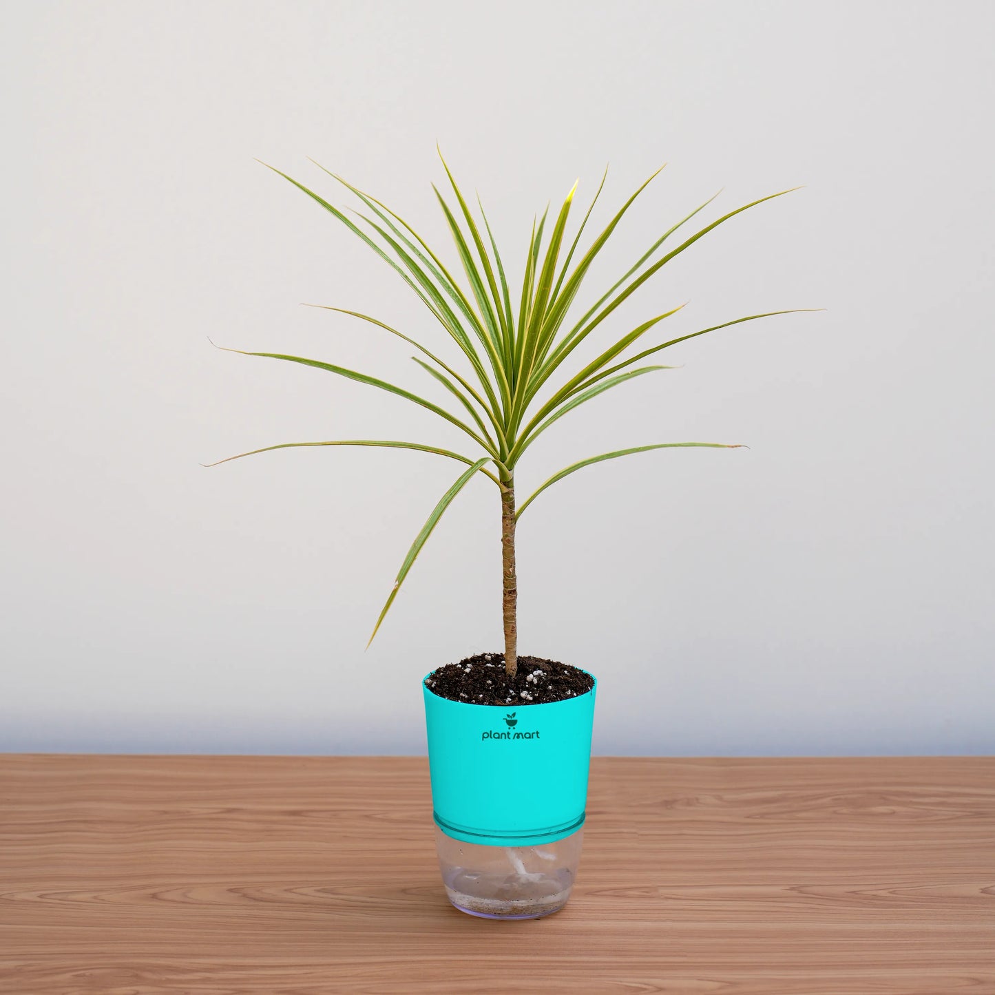 Potted plant with a turquoise pot on a wooden surface against a light gray background