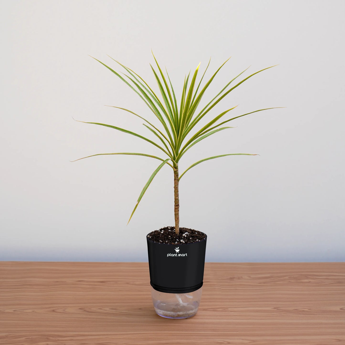 Potted plant with a clear container on a wooden surface against a light background