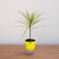 Potted plant with a yellow pot on a wooden surface against a light gray background