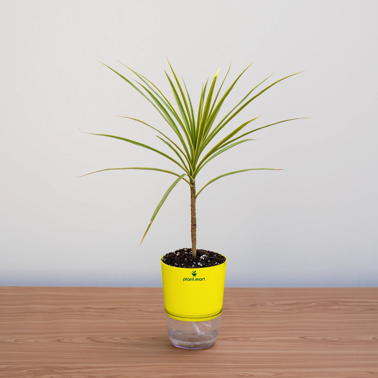 Potted plant with a yellow pot on a wooden surface against a light gray background