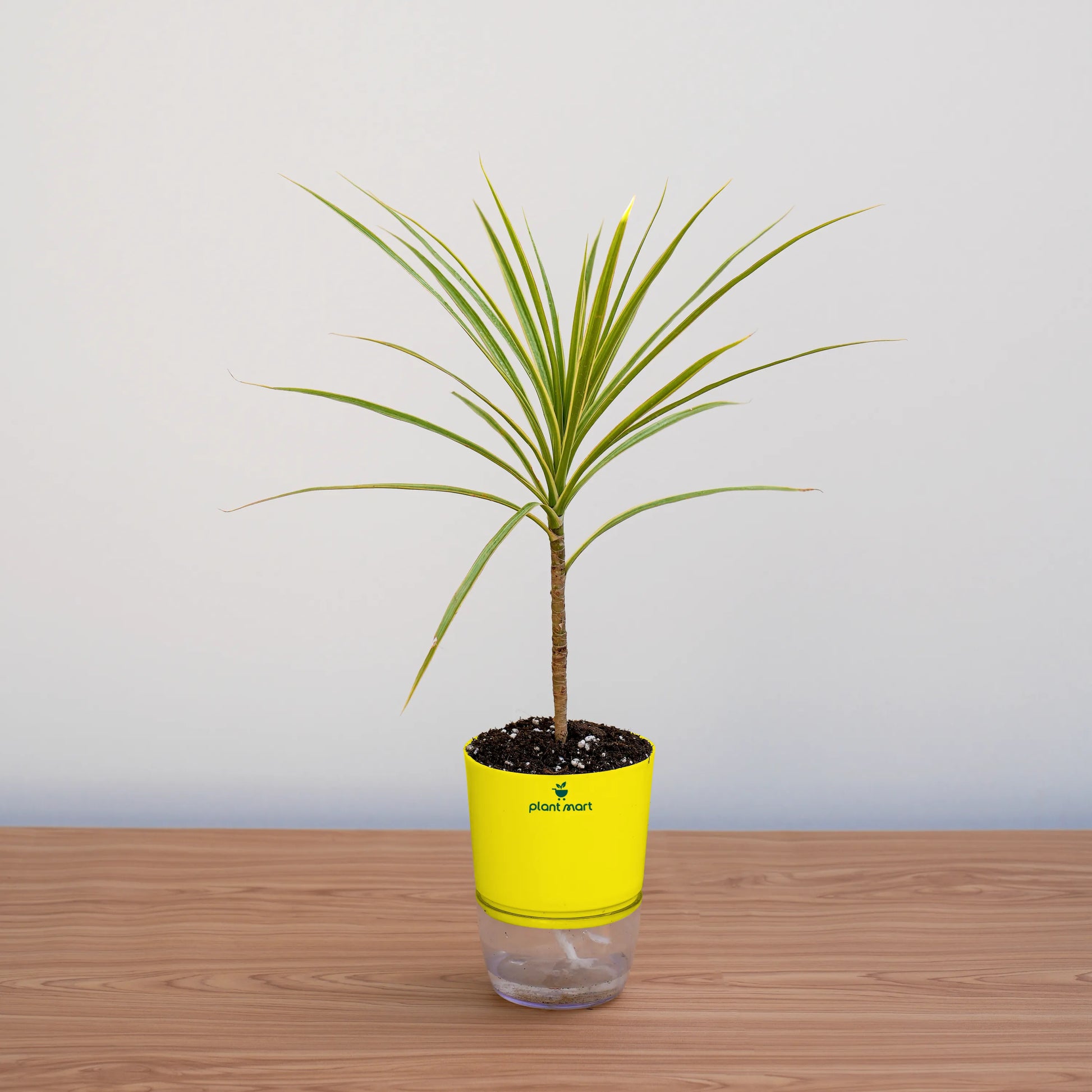 Potted plant with a yellow pot on a wooden surface against a light gray background