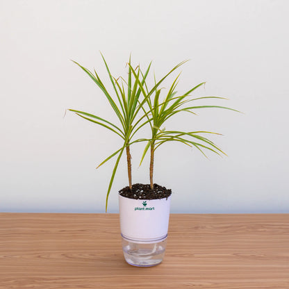 Potted plant on a wooden surface with a plain background