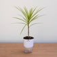 Potted plant on a wooden surface with a plain background