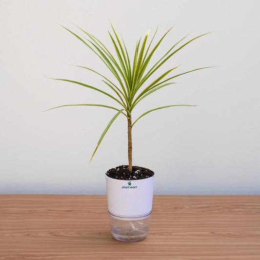 Potted plant on a wooden surface with a plain background