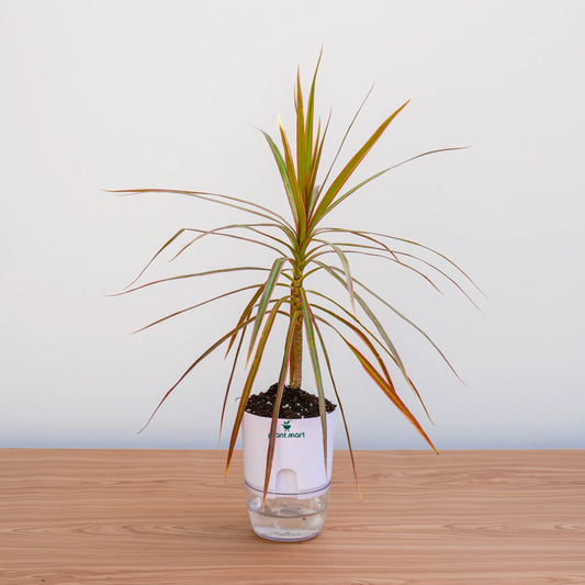 Potted plant with a smart device inside on a wooden surface