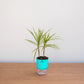 Potted plant with a turquoise pot on a wooden surface against a white background