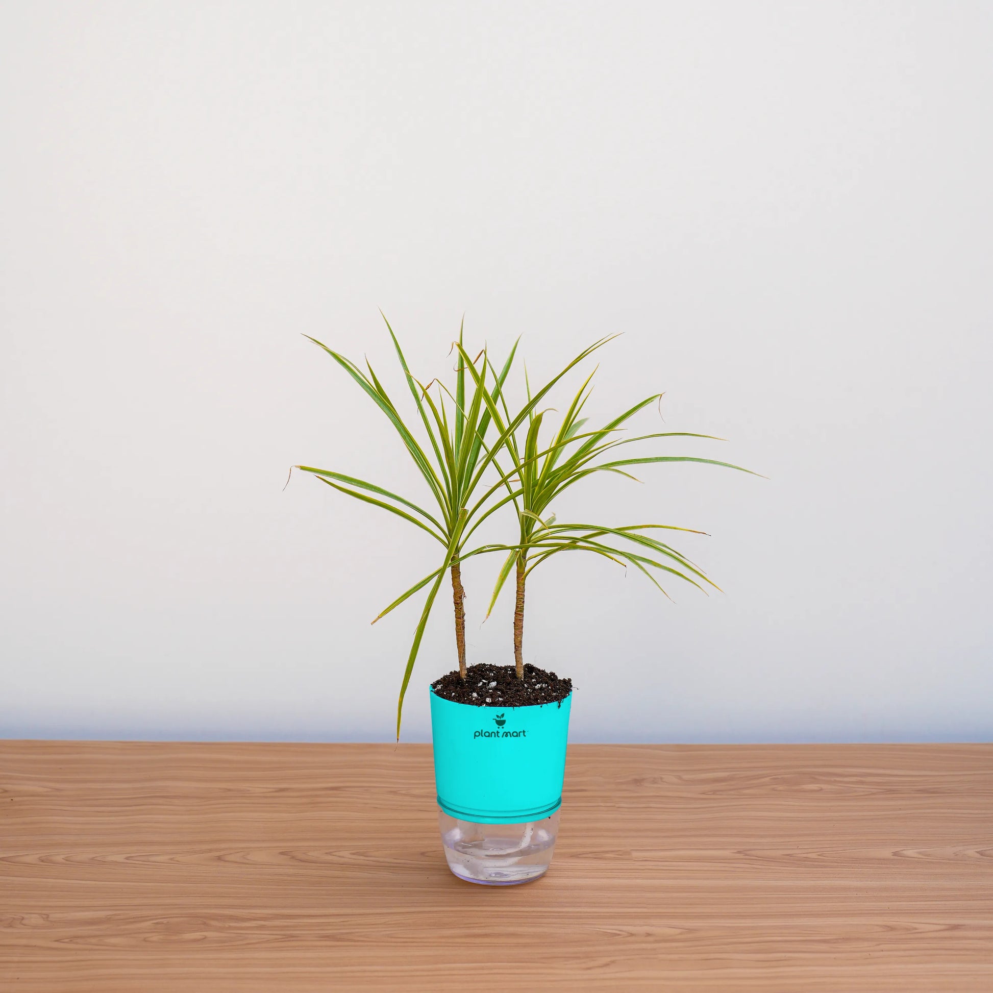 Potted plant with a turquoise pot on a wooden surface against a white background