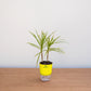 Potted plant with a yellow sleeve on a wooden surface against a white background