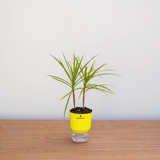 Potted plant with a yellow sleeve on a wooden surface against a white background