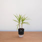Potted plant on a wooden surface with a plain background