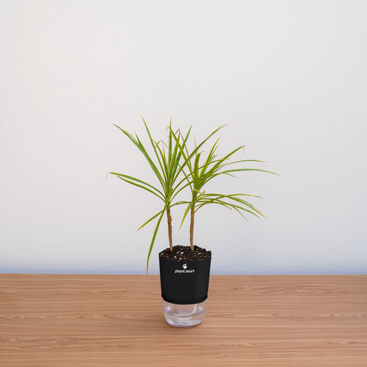 Potted plant on a wooden surface with a plain background