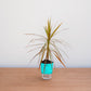 Potted plant with a turquoise pot on a wooden surface against a white wall