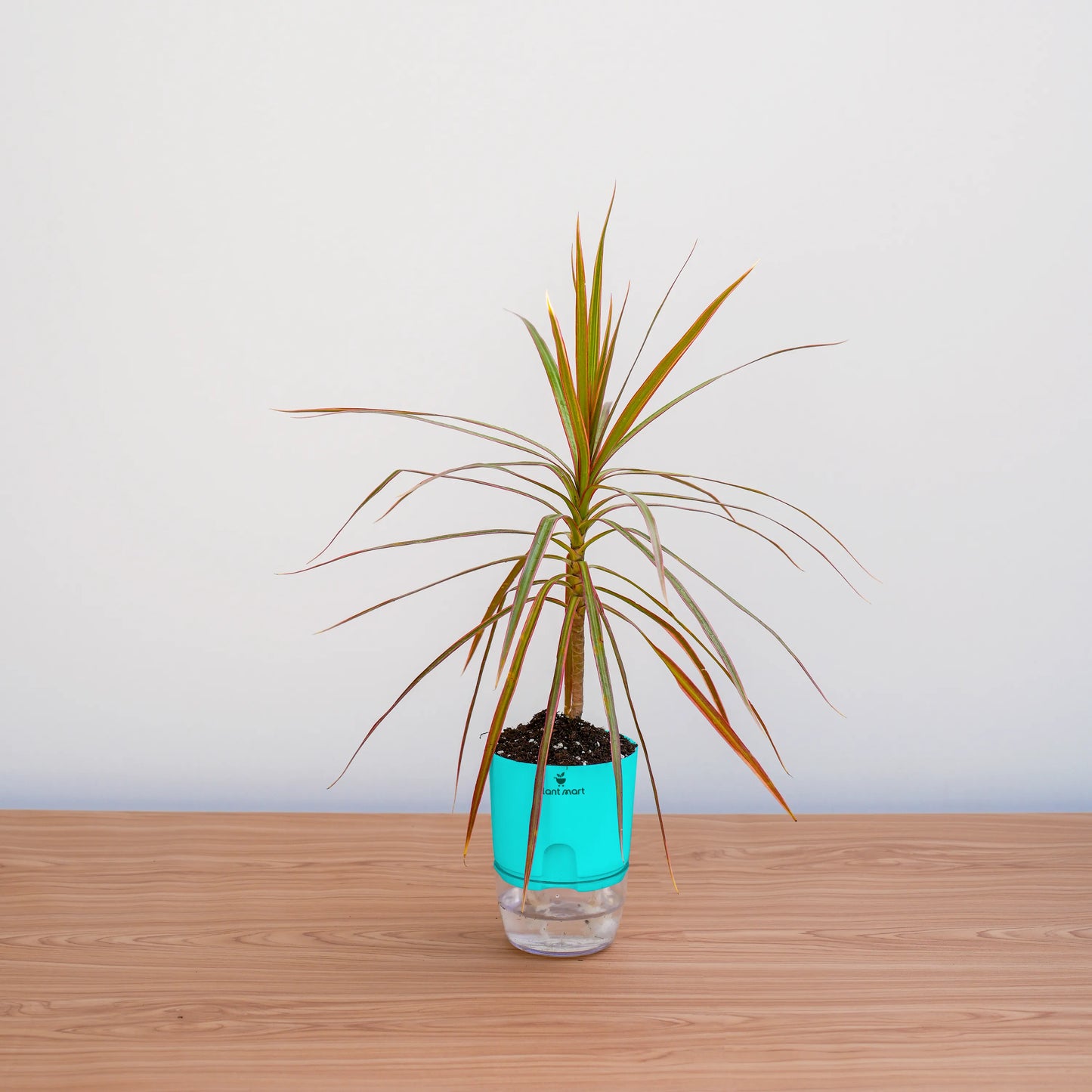 Potted plant with a turquoise pot on a wooden surface against a white wall