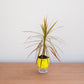 Potted plant with a yellow pot on a wooden surface against a white wall