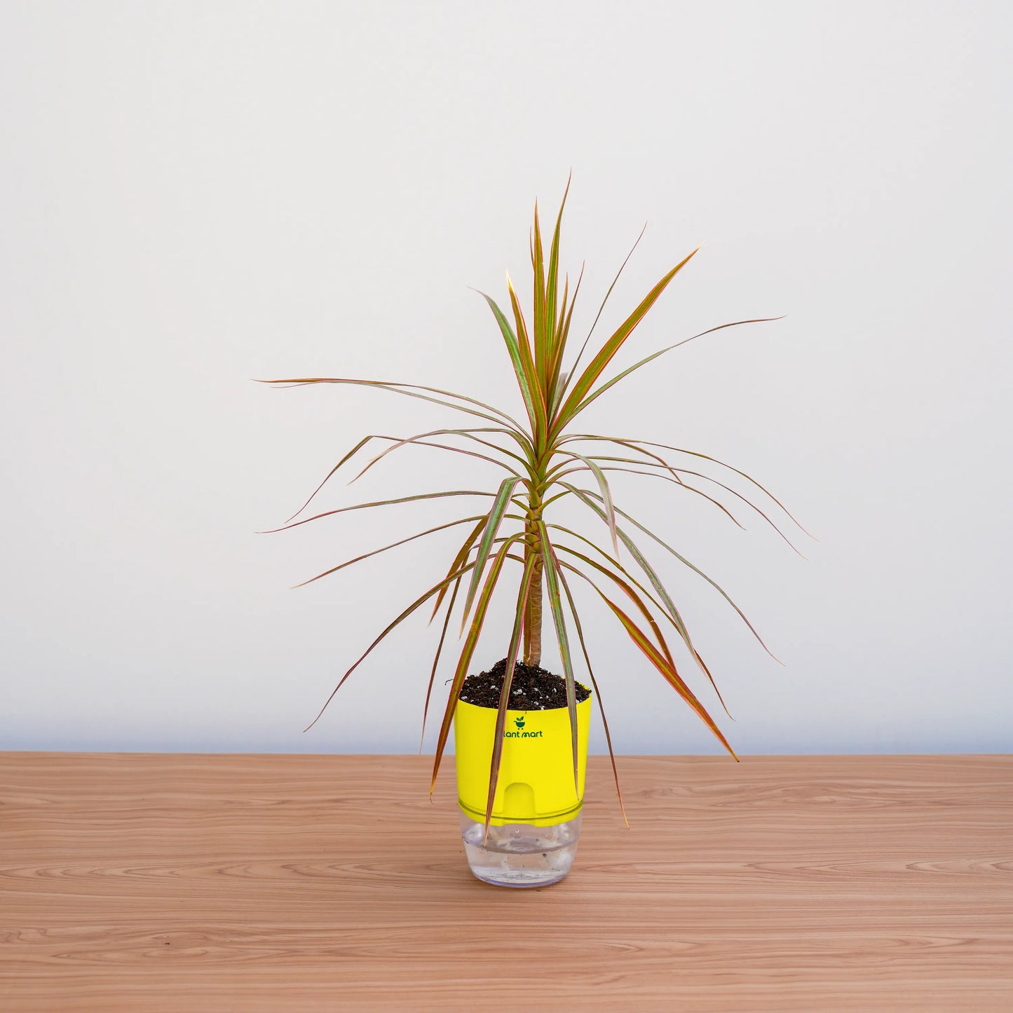 Potted plant with a yellow pot on a wooden surface against a white wall