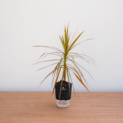 Potted plant with a black pot on a wooden surface against a white wall