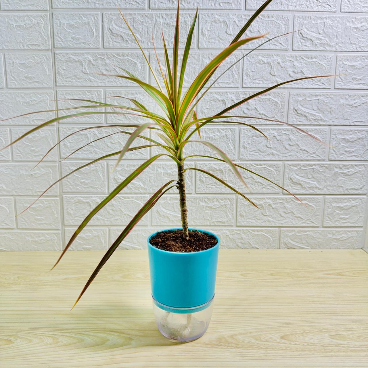 draceana-marginata-tripple-aqua-pot