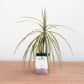 Potted plant on a wooden surface with a plain background
