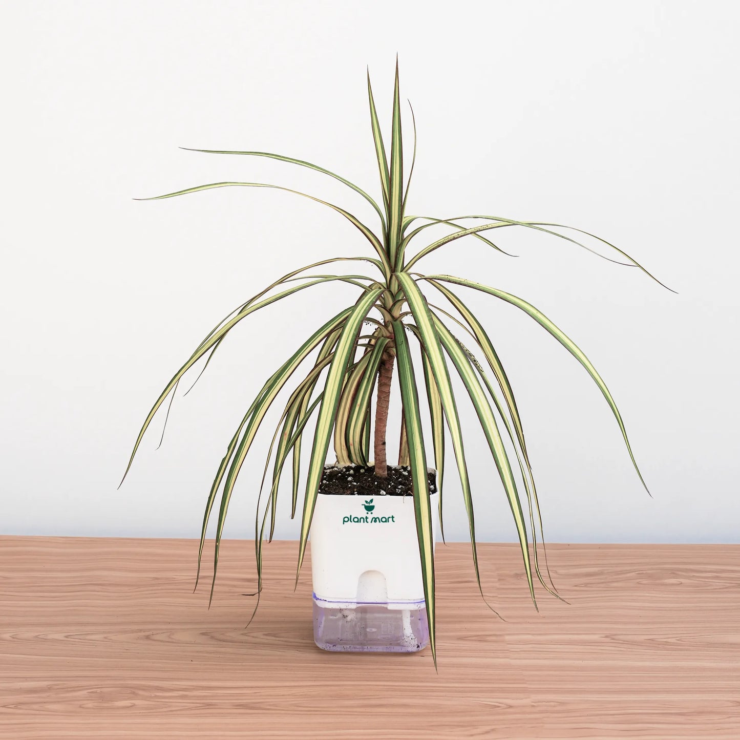 Potted plant on a wooden surface with a plain background