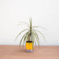 Potted plant with a yellow label on a wooden surface against a white background