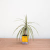 Potted plant with a yellow label on a wooden surface against a white background