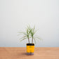Potted plant in a yellow container on a wooden surface with a light gray background