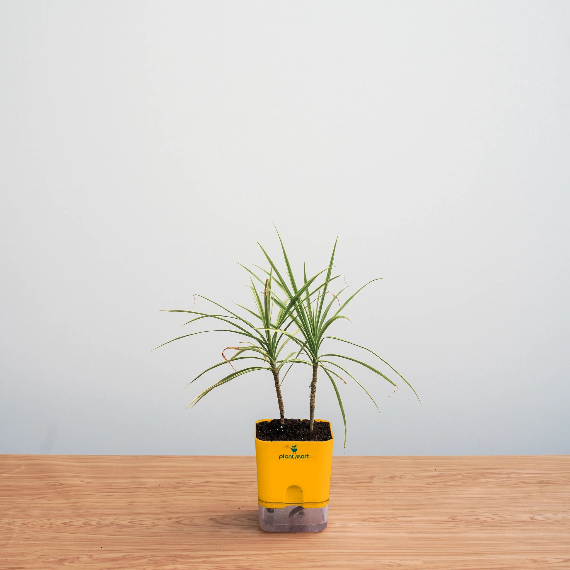 Potted plant in a yellow container on a wooden surface with a light gray background