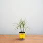 Potted plant in a yellow container on a wooden surface with a light gray background