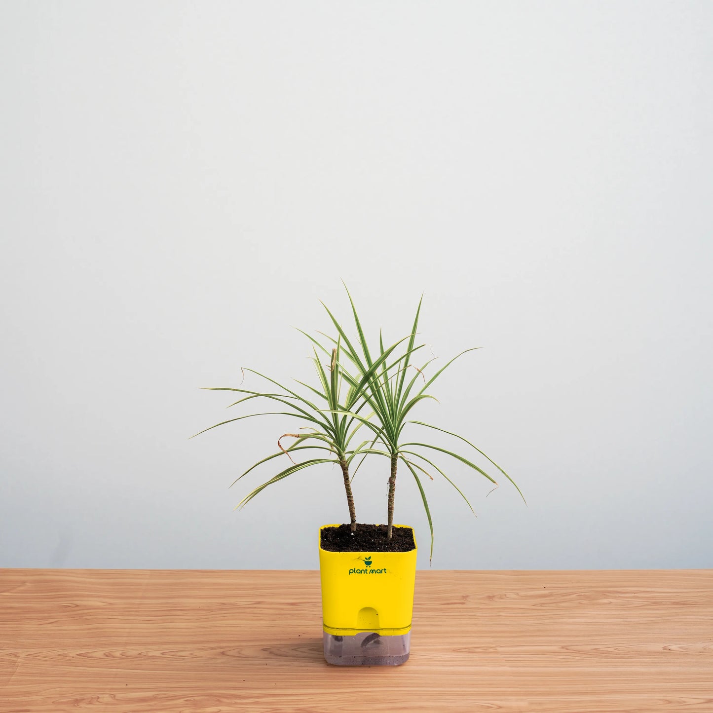 Potted plant in a yellow container on a wooden surface with a light gray background