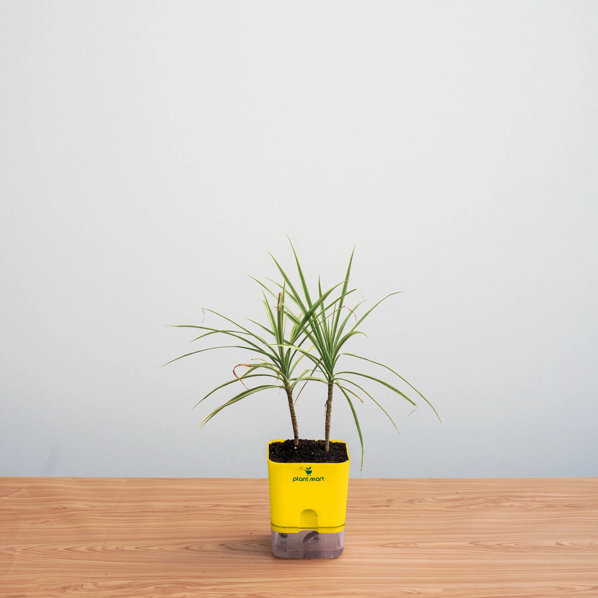 Potted plant in a yellow container on a wooden surface with a light gray background