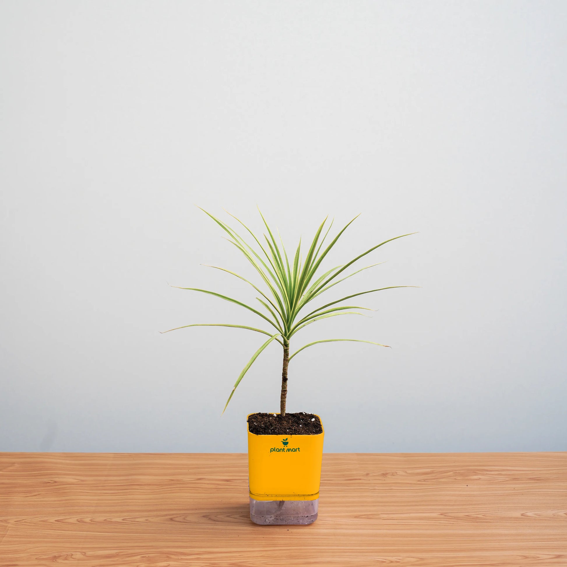 Small potted plant with a yellow pot on a wooden surface against a light gray background