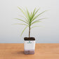 Potted plant with a white container on a wooden surface and light gray background