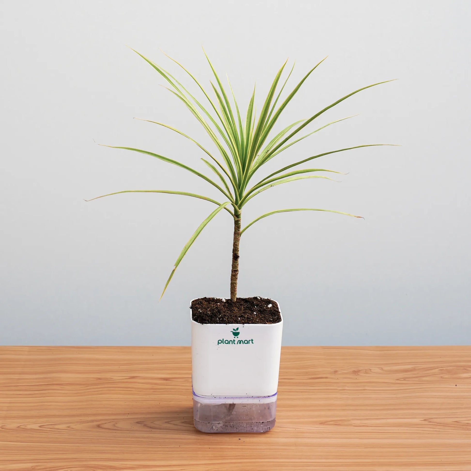 Potted plant with a white container on a wooden surface and light gray background