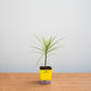Small potted plant in a yellow pot on a wooden surface with a light gray background