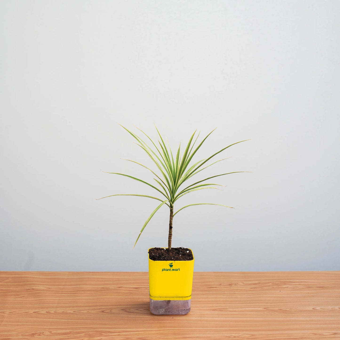 Small potted plant in a yellow pot on a wooden surface with a light gray background