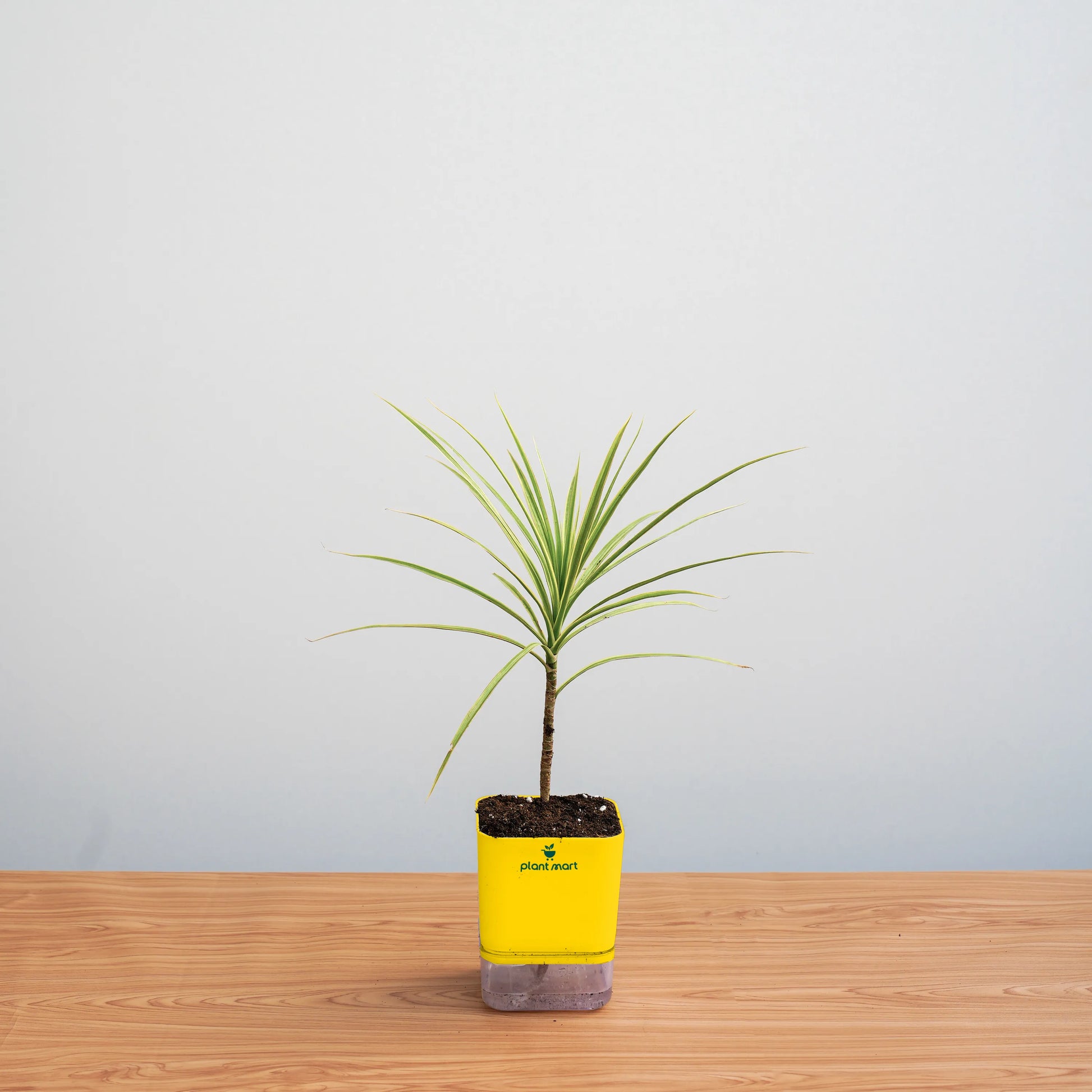 Small potted plant in a yellow pot on a wooden surface with a light gray background