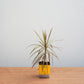 Potted plant in a yellow pot on a wooden surface with a light gray background