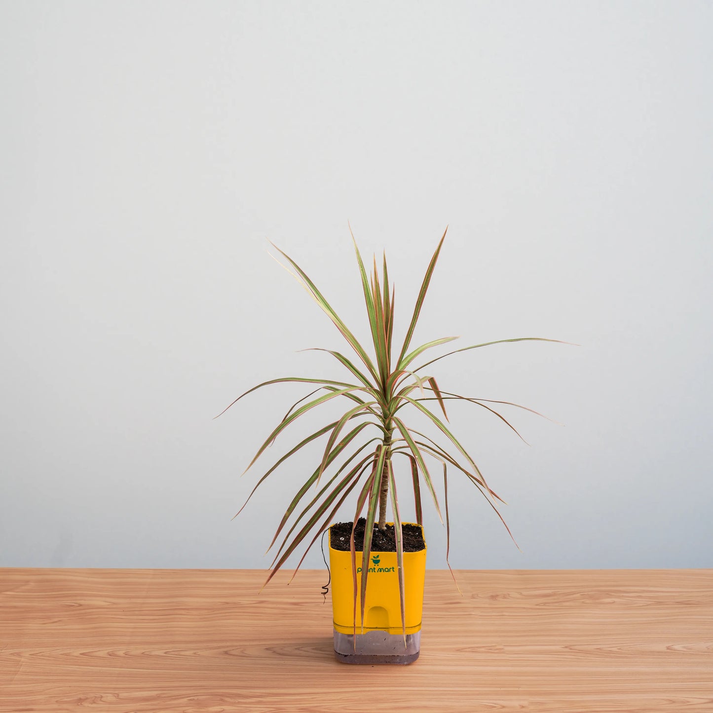 Potted plant in a yellow pot on a wooden surface with a light gray background