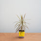 Potted plant in a yellow container on a wooden surface with a light gray background