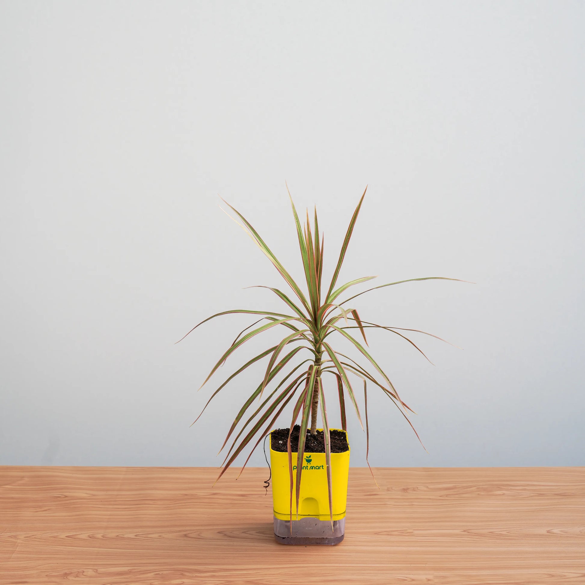 Potted plant in a yellow container on a wooden surface with a light gray background