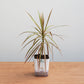 Potted plant on a wooden surface with a plain background