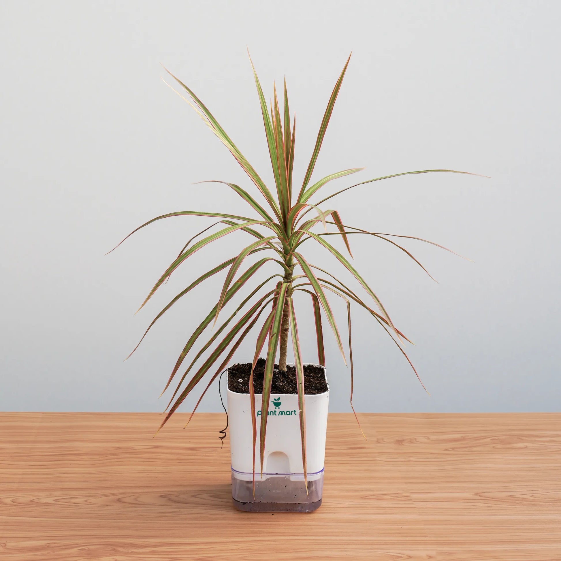 Potted plant on a wooden surface with a plain background