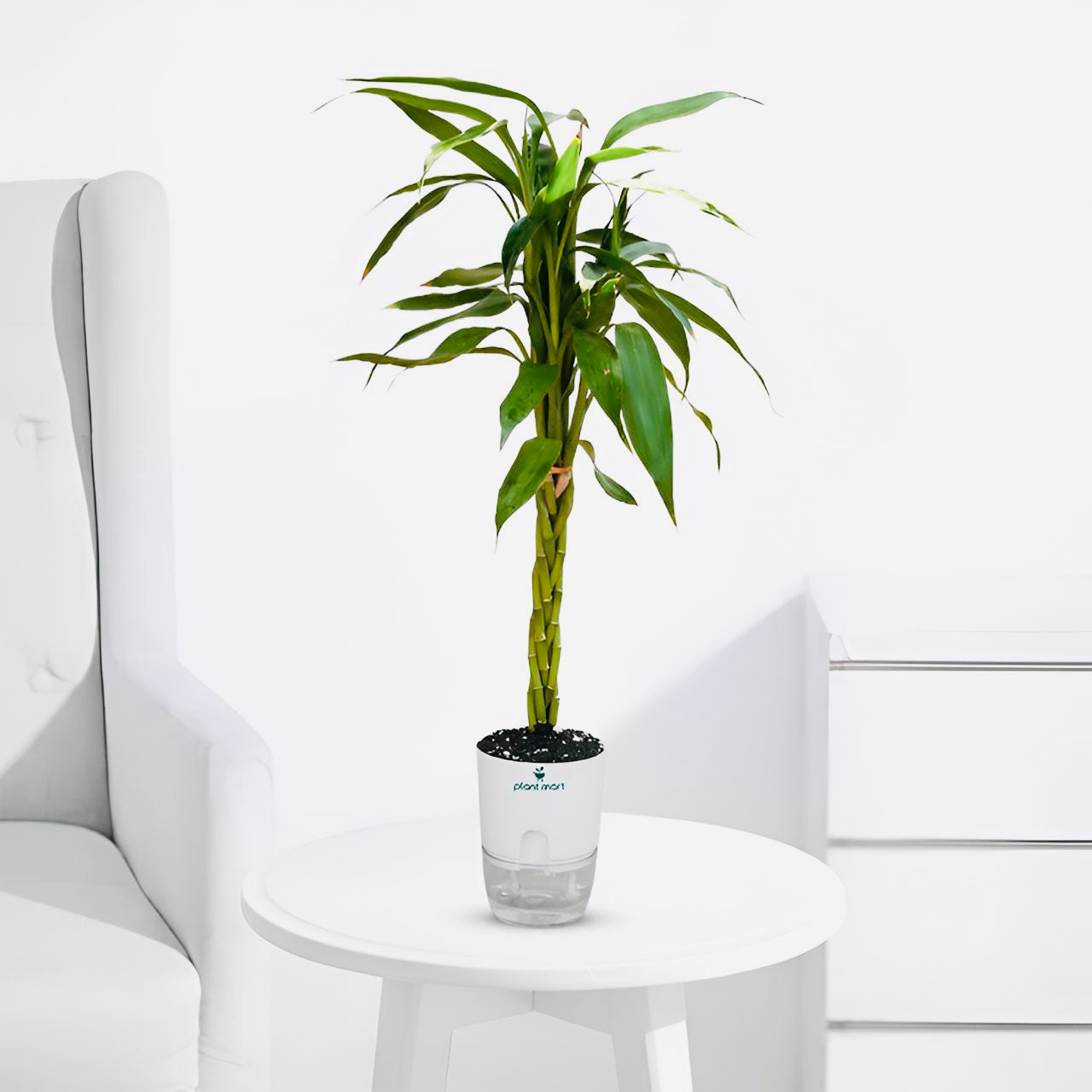 Braided Lucky Bamboo – Prosperity Indoor Feng Shui Plant - PlantMart.pk