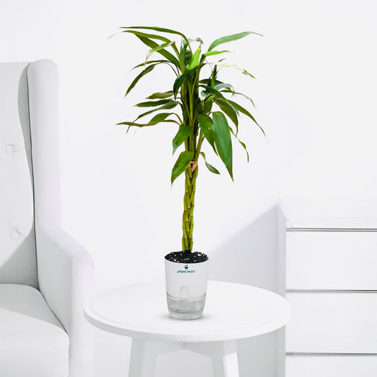 Braided Lucky Bamboo – Prosperity Indoor Feng Shui Plant - PlantMart.pk