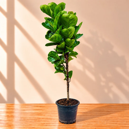 Live fiddle leaf fig Ficus lyrata indoor plant in pot – PlantMart.pk