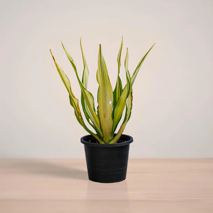 Potted plant with green leaves on a wooden surface and light background