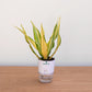 Potted plant with a white container on a wooden surface