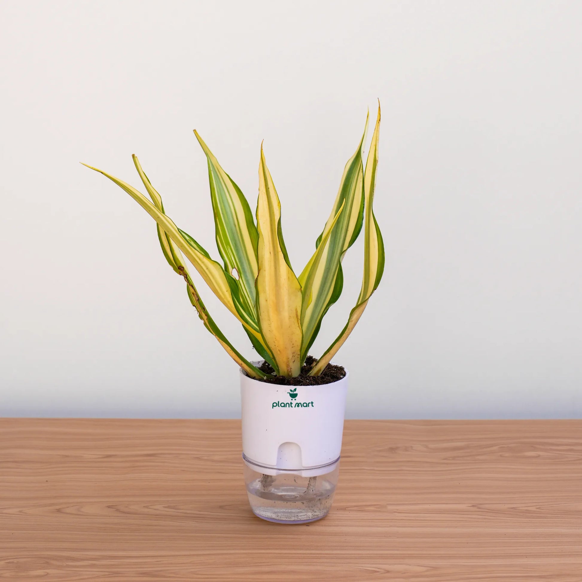 Potted plant with a white container on a wooden surface
